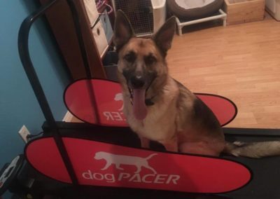 Most Affordable Dog Treadmill