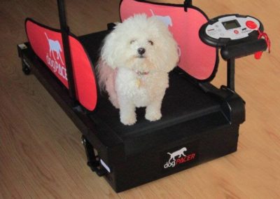 Dog Treadmill for Small Dogs.