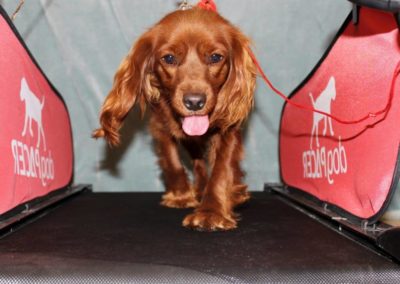 Dogs love the dogPACER and dogPACER Mini Dog Treadmills
